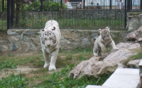 В Московском зоопарке умерла белая тигрица