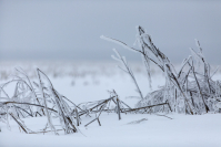 Первый день декабря встретит жителей Волгоградской области 12-градусными морозами