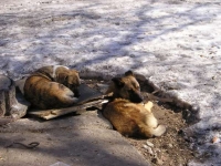 Кто должен бороться с бродячими собаками в Волгограде?