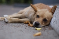 Собственники приюта под Тверью незаконно усыпили более 200 собак