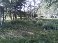 В Волгограде ввели ограничение на посещение лесов