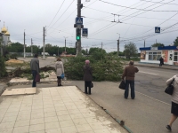 В Волгограде ветер повалил дерево на пешеходный переход