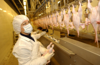ЕС ограничил поставку мяса из РФ из-за птичьего гриппа