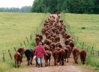В Волгоградской области стало больше рогатой скотины