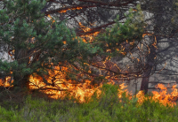 МЧС сообщает об ухудшении пожароопасной обстановки в Волгограде и области.