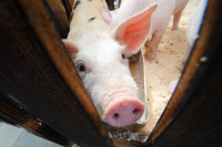 В Волгоградской области снова обнаружили АЧС свиней