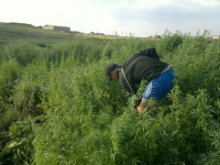 Котовский собиратель трав может отправиться за решетку на 20 лет