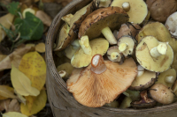 Почти сотня жителей Волгоградской области отравилась грибами