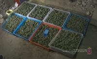 В Волгоградской области торгуют марихуаной, гашишем и героином
