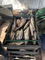 Котельниковским рыболовам грозит 5 лет тюрьмы