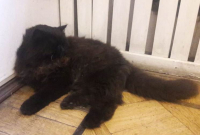 В столице нашелся украденный кот из «Булгаковского дома»