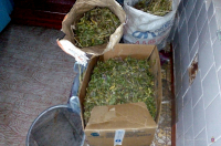 Жителя Волгоградской области задержали за хранение марихуаны