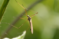 Дачный комар заразил волгоградца лихорадкой Западного Нила