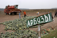 В Волгограде рассказали, где можно покупать арбузы и дыни официально