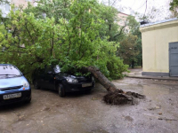 Стихия повалила дерево на машину в центре Волгограда