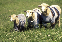 Пастух украл у главы КФХ почти тысячу овец 