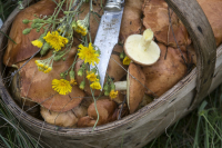 Специалисты рассказали как собирать, готовить и есть грибы