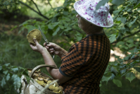 В Урюпинске потерявшаяся старушка провела ночь в лесу