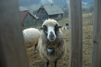 Немытую овечью шерсть не пустили в Волгоградскую область