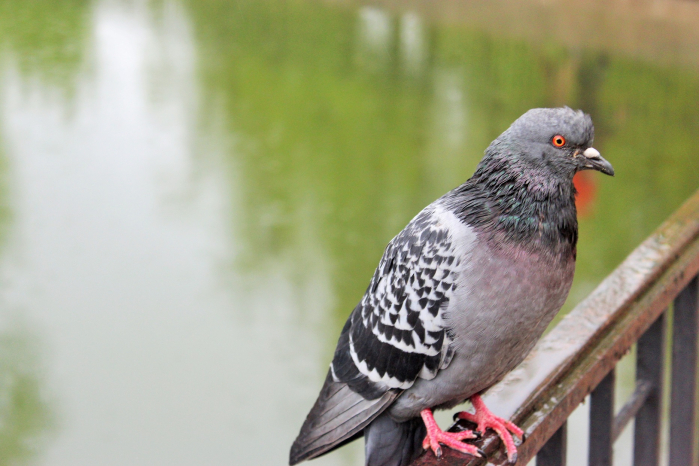 Почему волгоградцам так важно подкармливать птиц в наступающие холода 