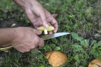 В Волгограде заявили об участившихся случаях отравления грибами 