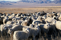 Рецидивист из Волгоградской области украл 30 овец