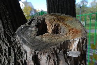 Житель Урюпинского района незаконно вырубил 6 дубов