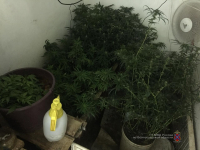 В Волгоградской области обнаружили лабораторию по выращиванию марихуаны
