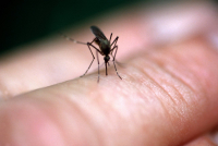 Комары: кого, за что и как долго будут кусать?