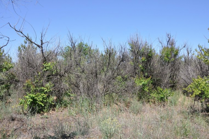 	Волгоградские экологи: в Красноармейском районе погибают деревья