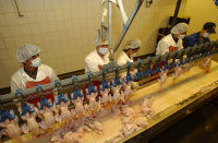 В России зафиксировали резкий рост цен на курицу 