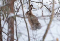 Нетрезвый житель Волгоградской области преследовал зайца через поля с озимыми