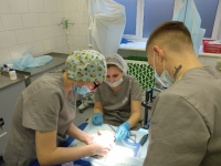 В Волгограде спасли шиншиллу после лечения в столичной клинике