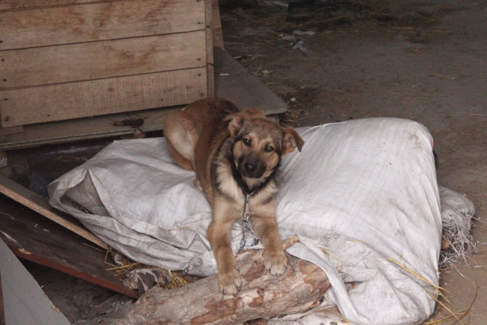 Волжане собрали более 100 килограмм корма для приюта с собаками