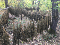 Житель Михайловского района сушил в лесу 28 кустов конопли
