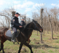 Улицы Волжского снова патрулирует конная полиция