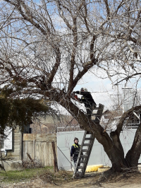 Вмешательство журналистов спасло жителей Кировского района от падающего на дорогу дерева