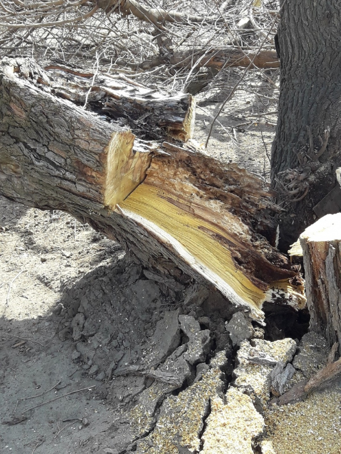 Вмешательство журналистов спасло жителей Кировского района от падающего на дорогу дерева