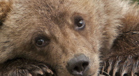 animals bear 63499