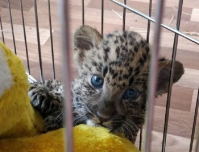 В Краснодаре задержали иностранца, пытавшегося вывезти из страны двух детенышей леопарда и бенгальского тигренка 