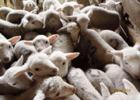 В Волгоградской области двое выпивох совершили дерзких грабеж - умыкнули овцу