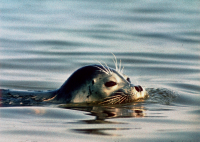 Каспийский тюлень