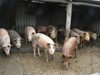 В Волгоградской области обнаружили вспышку африканской чумы свиней