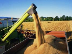 Урожай зерновых культур в Волгоградской области составит 2,7 млн тонн
