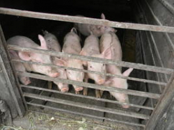 Вирус африканской чумы свиней больше не угрожает Волгоградской области