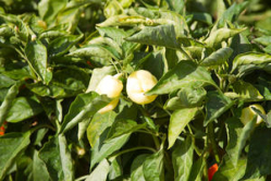 Волгоградские аграрии реализовали 98 тысяч тонн овощей