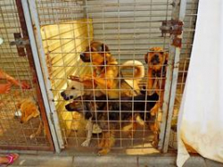 Волгоградский приют для домашних животных «Дино» кричит SOS