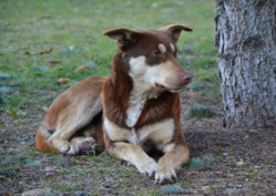 В Волгограде вновь отстреливают бродячих собак