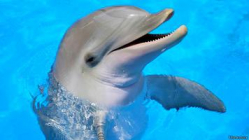 На черноморском побережье массово гибнут дельфины