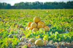 В Волгоградской области реализовано 235 тонн местных овощей